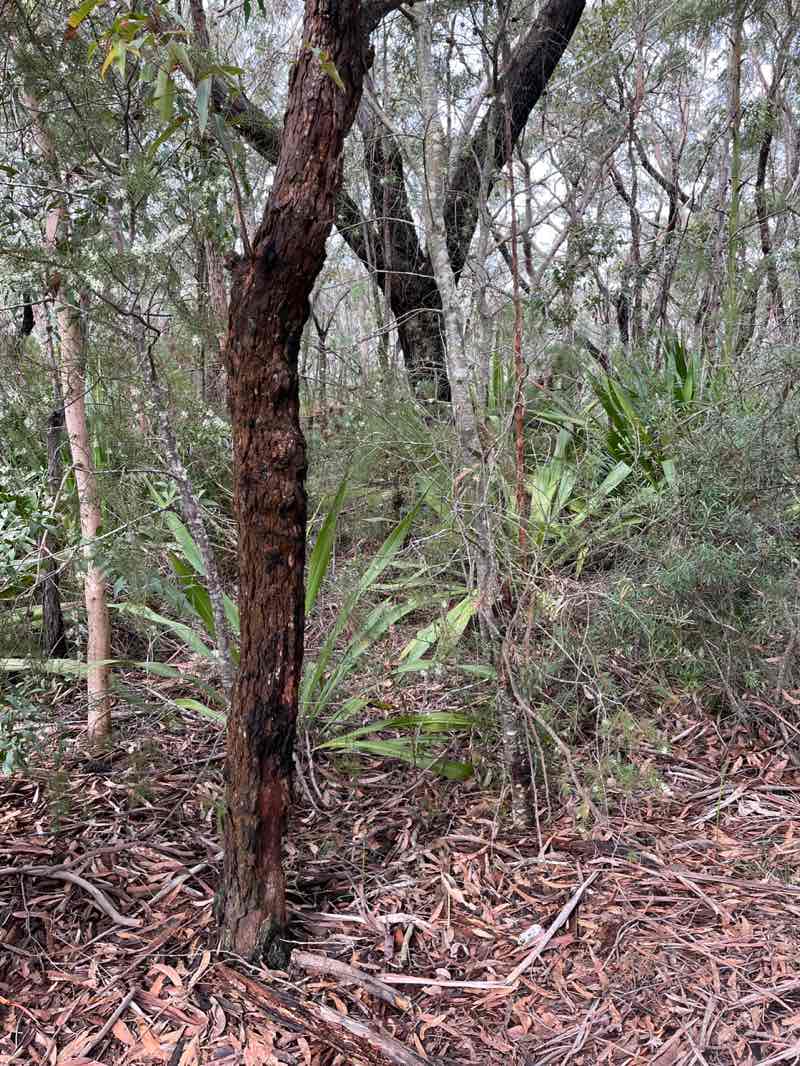walking near me in Dharawal National Park in spring