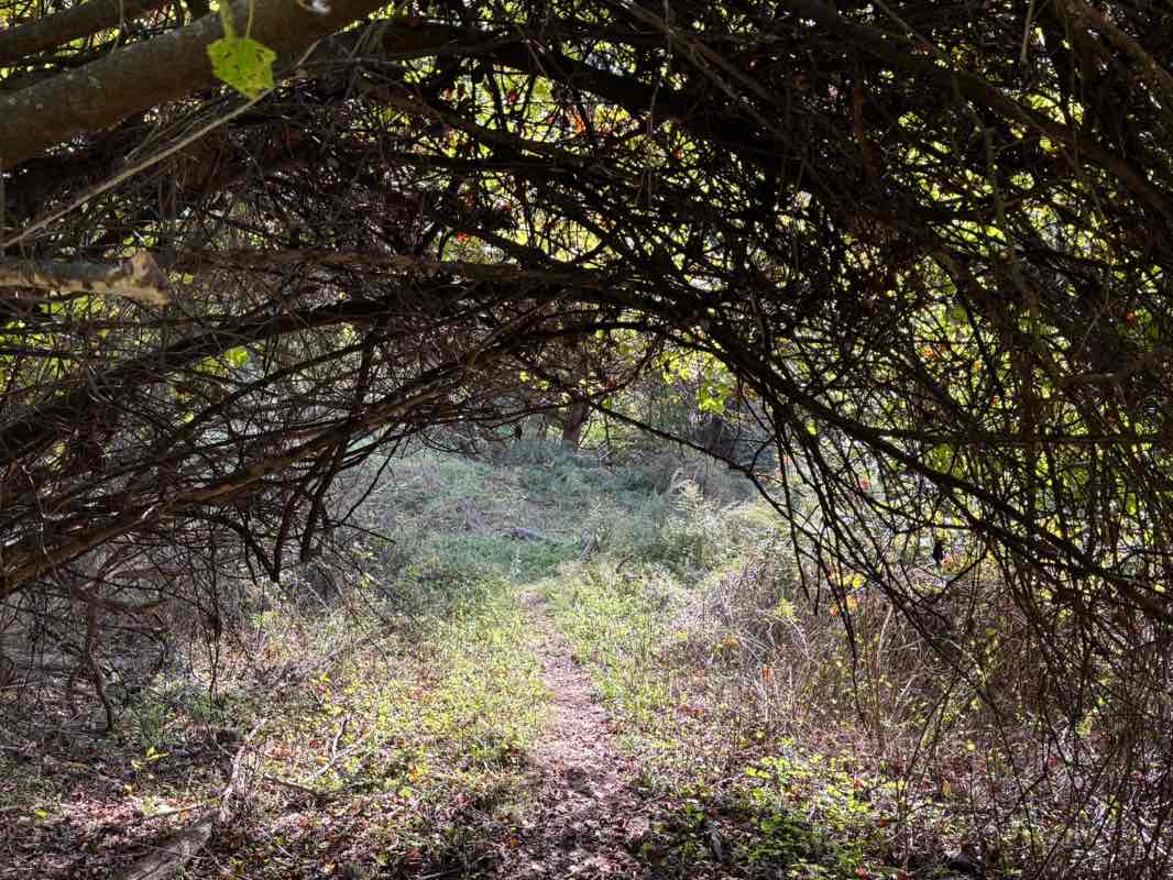walking near me in Montrose Point State Forest in autumn