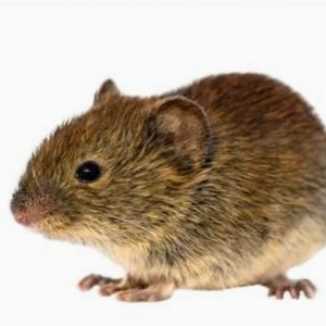 Feldmaus🐀☘️🌾