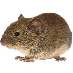 Feldmaus🐀☘️🌾