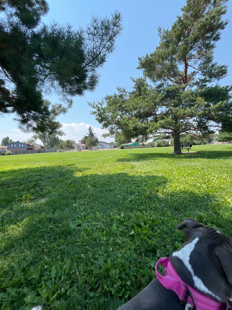 walking near me in Carr Park in autumn