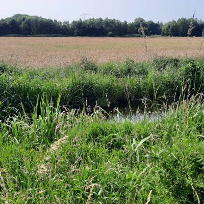 Amsterdam walking & running club Jelena Rojka post image