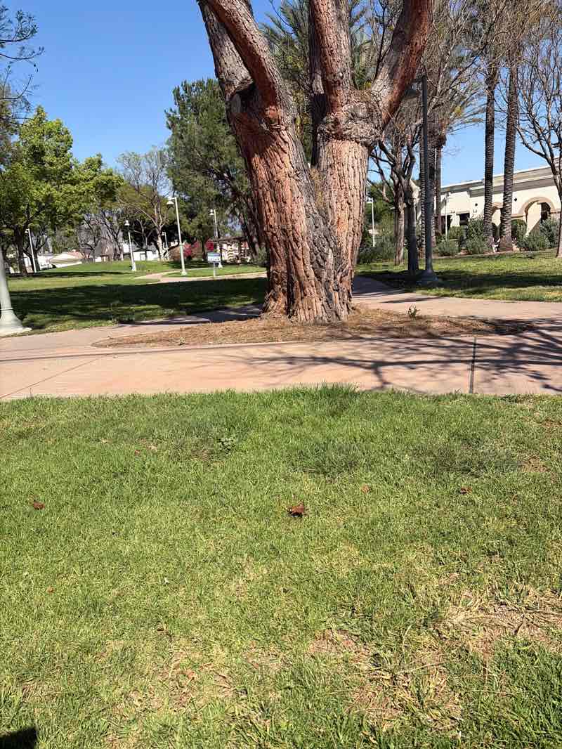walking near me in Abraham Lincoln Park in spring