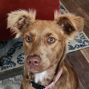 Joolea profile