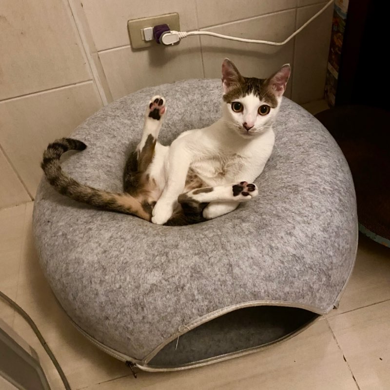 BR-張雅筑-396075 icon