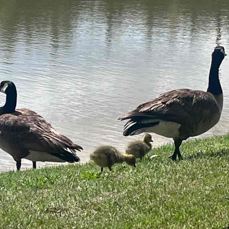 Bryan University Run Club Amy Arey post image