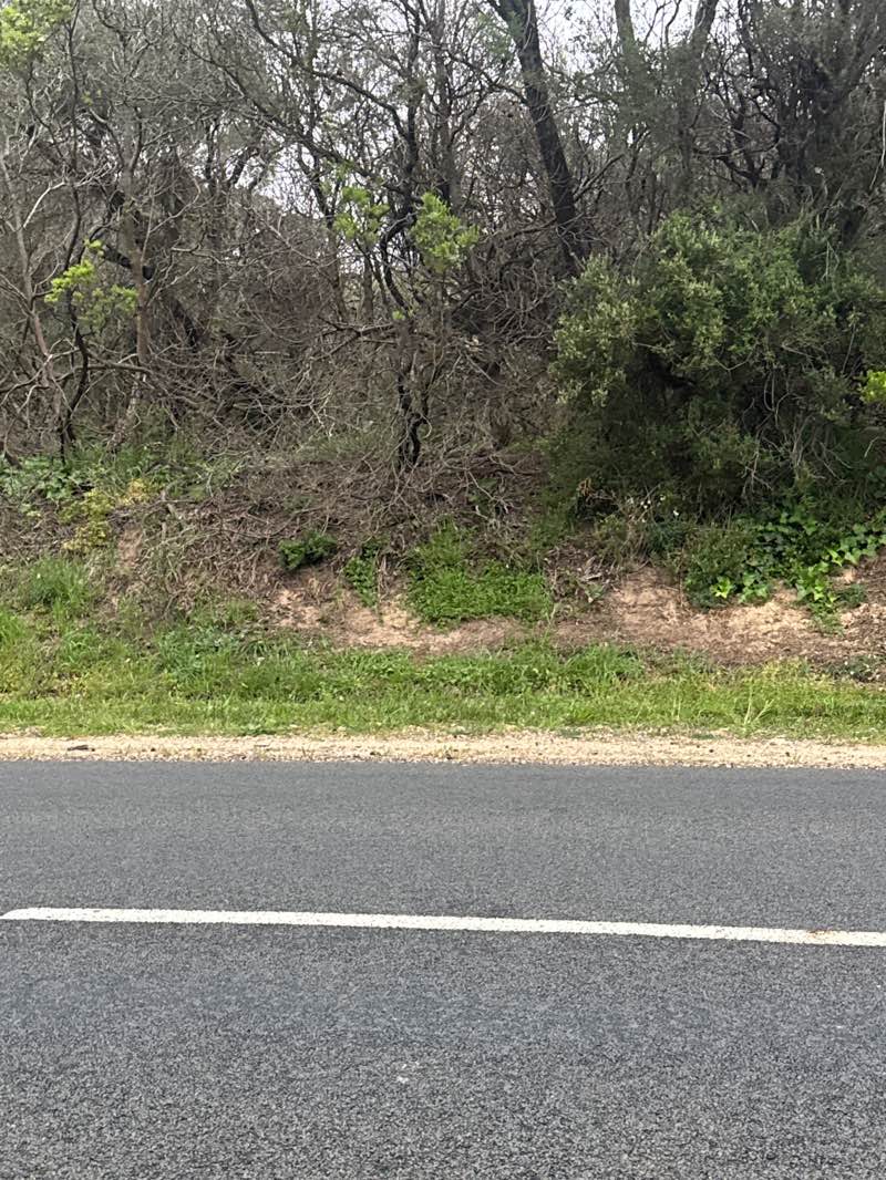 walking near me in Fingal Bushland Reserve in spring