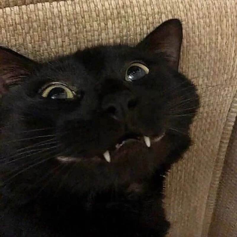 Rosamond step challenge ShellDonkey post image