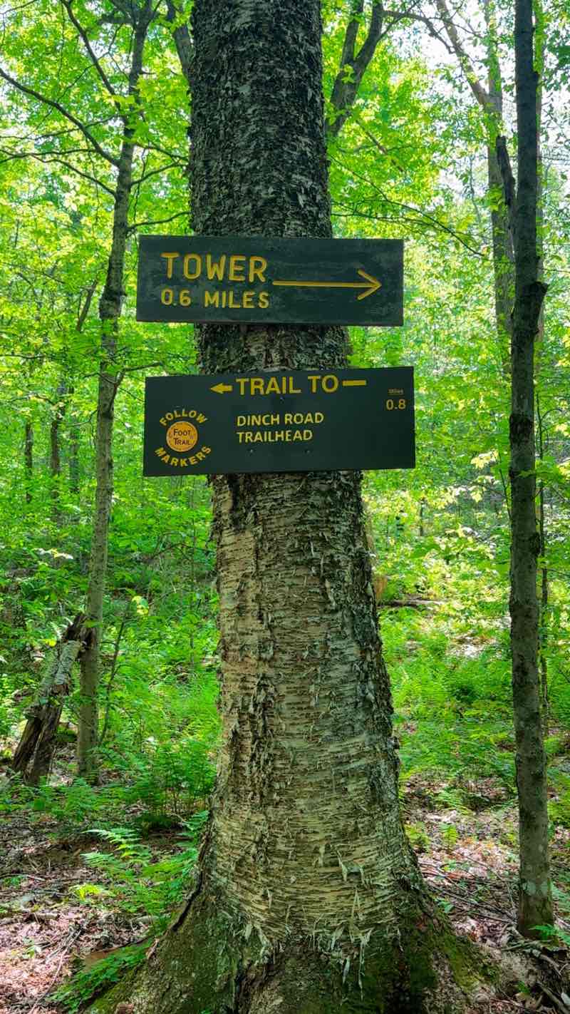 walking near me in Sundown Wild Forest in summer
