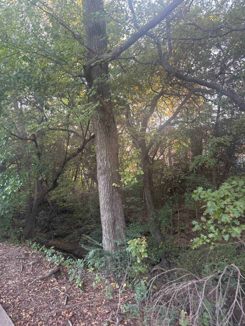 walking near me in Waterview Park in autumn