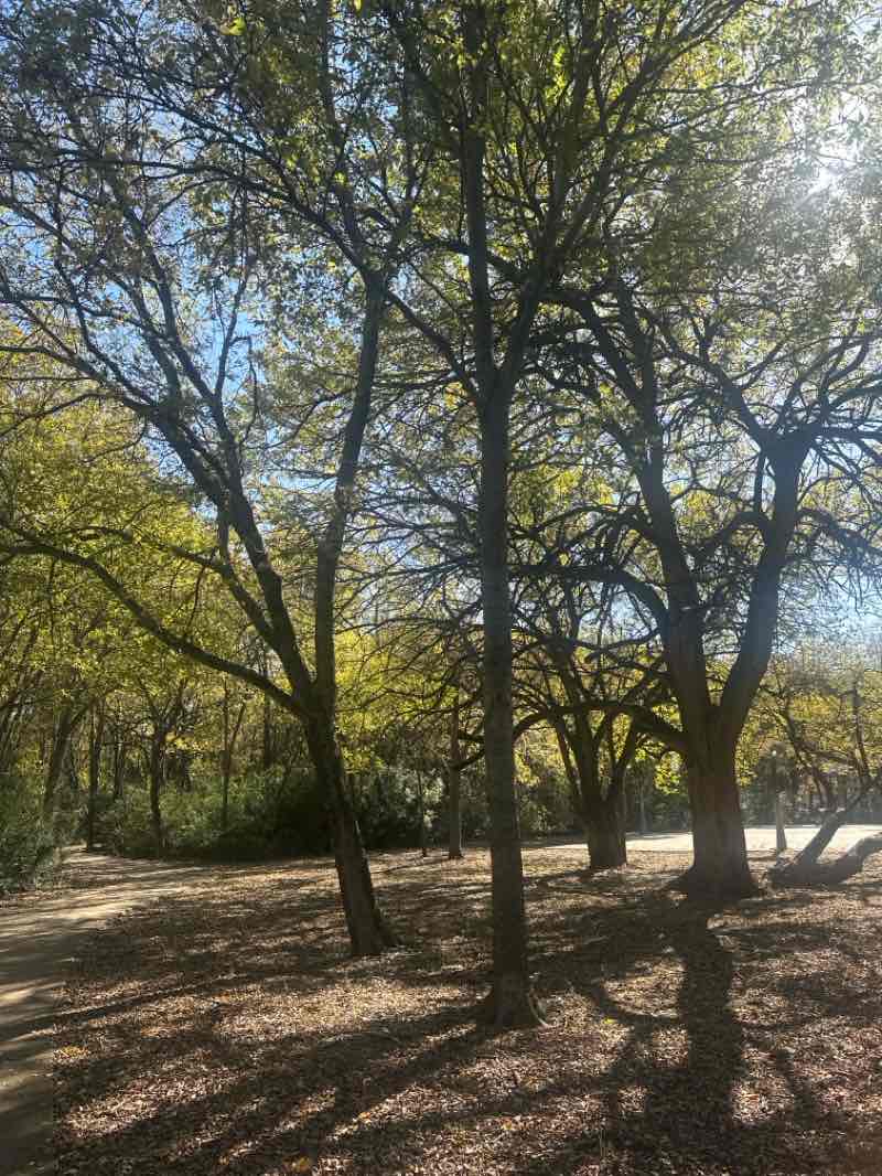 walking near me in Bob McFarland Park in autumn