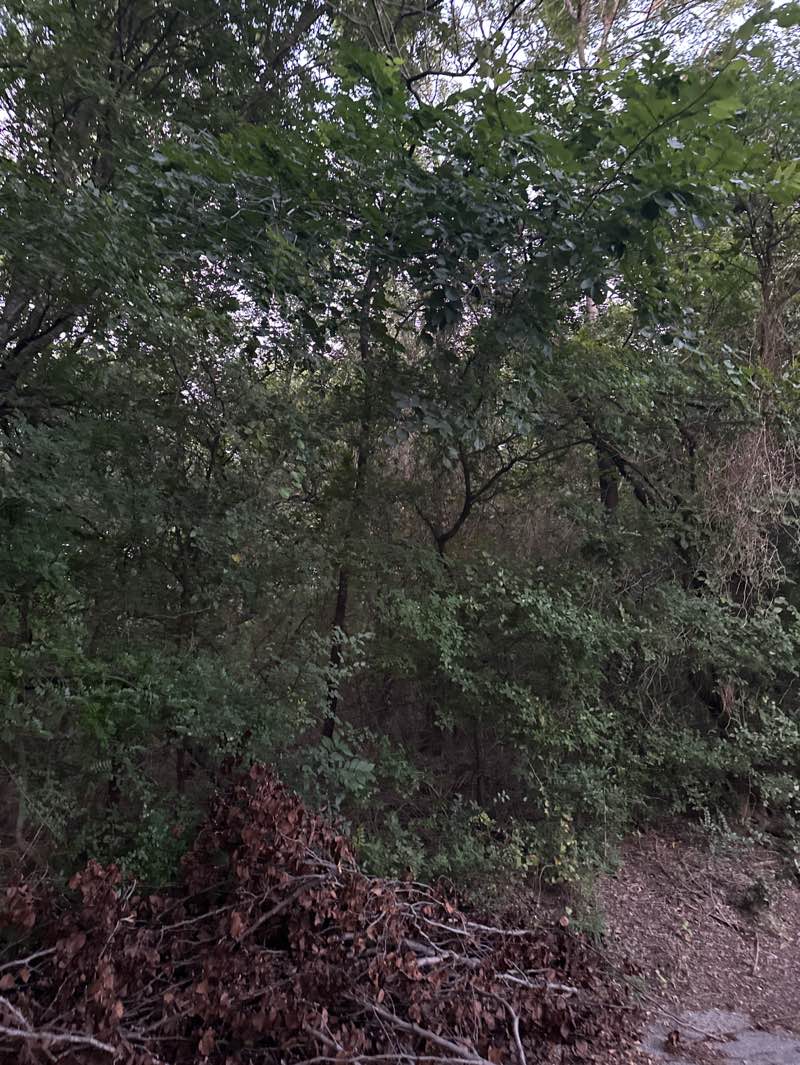 walking near me in Loyd Park in autumn