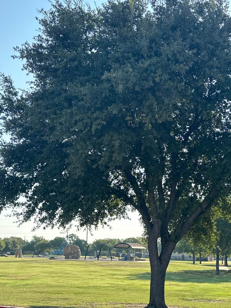 walking near me in Lyndon Baines Johnson Park in autumn