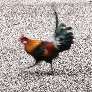 Emmanuel ¯⁠⁠_⁠(⁠ツ⁠)⁠_⁠/⁠¯ icon