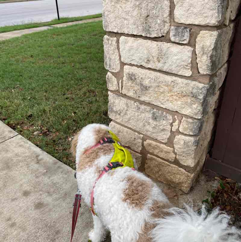 anil chitneni post 1