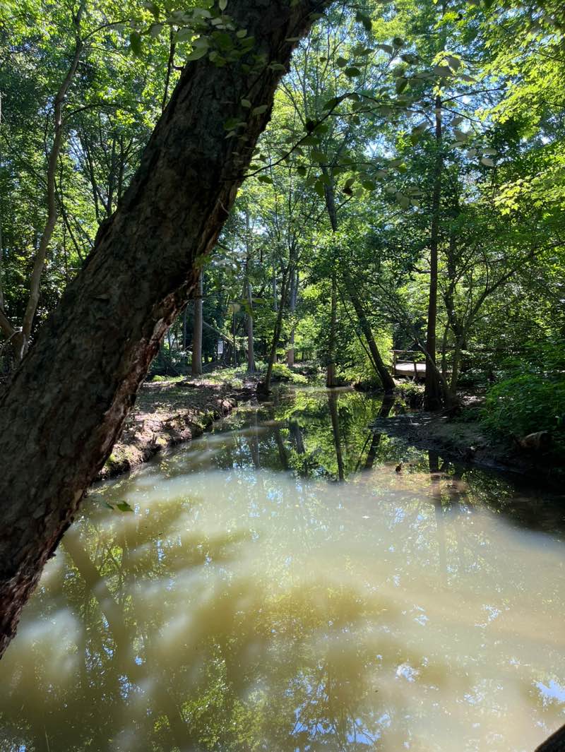 walking near me in Benjamin Park Bog Garden in summer