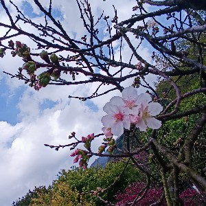 ND-秀鈴-436079 profile