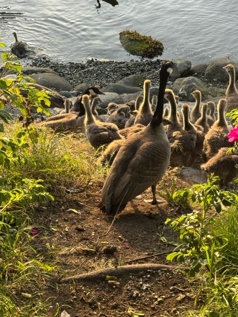 walking near me in Hinge Park in spring