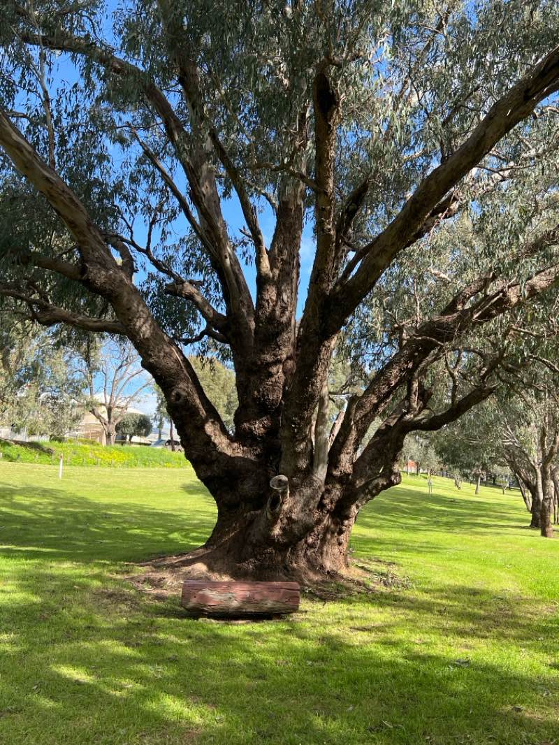 walking near me in Woodbridge Riverside Park and Play Space in spring