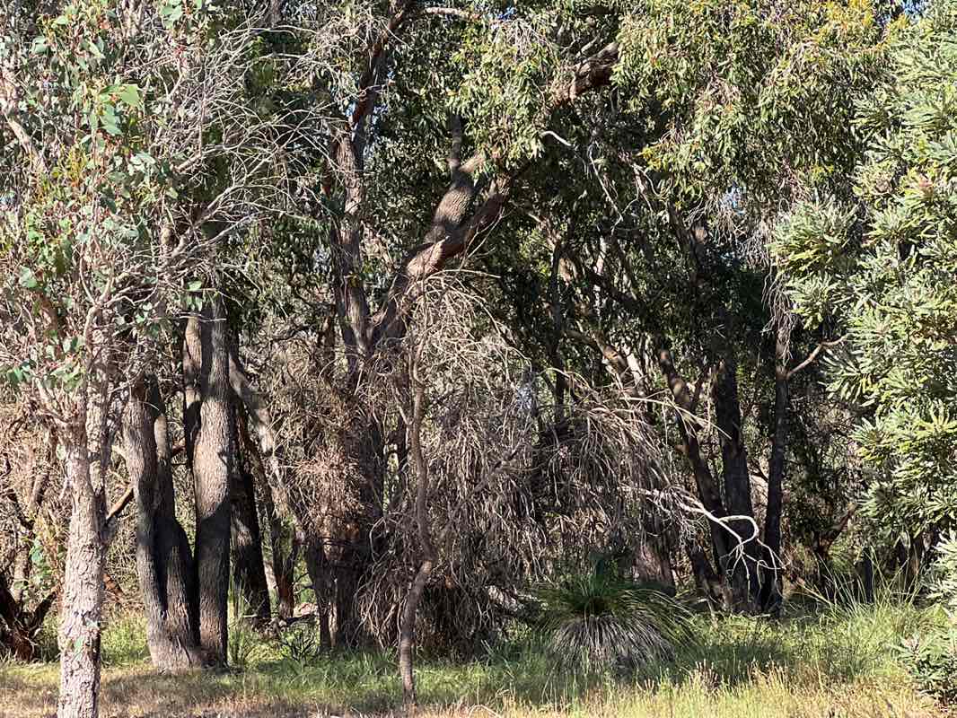 walking near me in Unnamed WA49300 Nature Reserve in spring