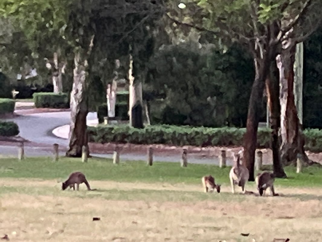 walking near me in Ailsa Park in summer