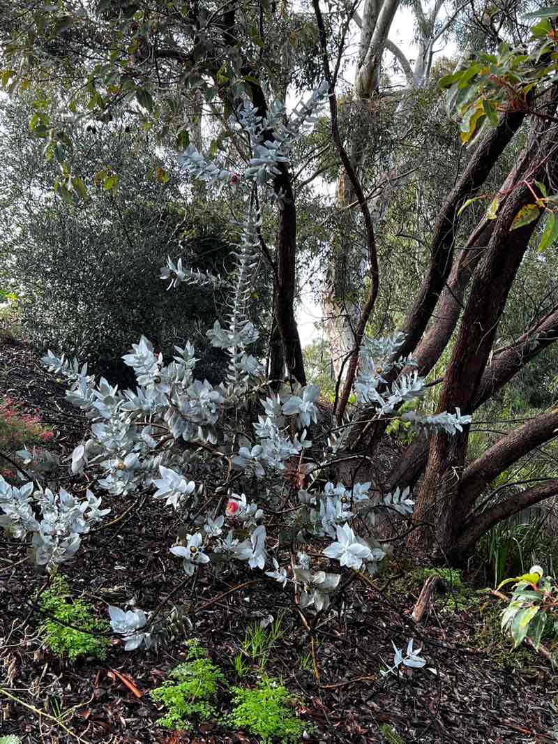 walking near me in Mornington Park in spring