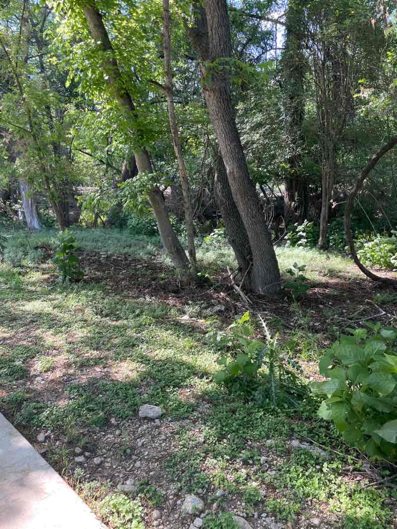 walking near me in Lowry Park in spring