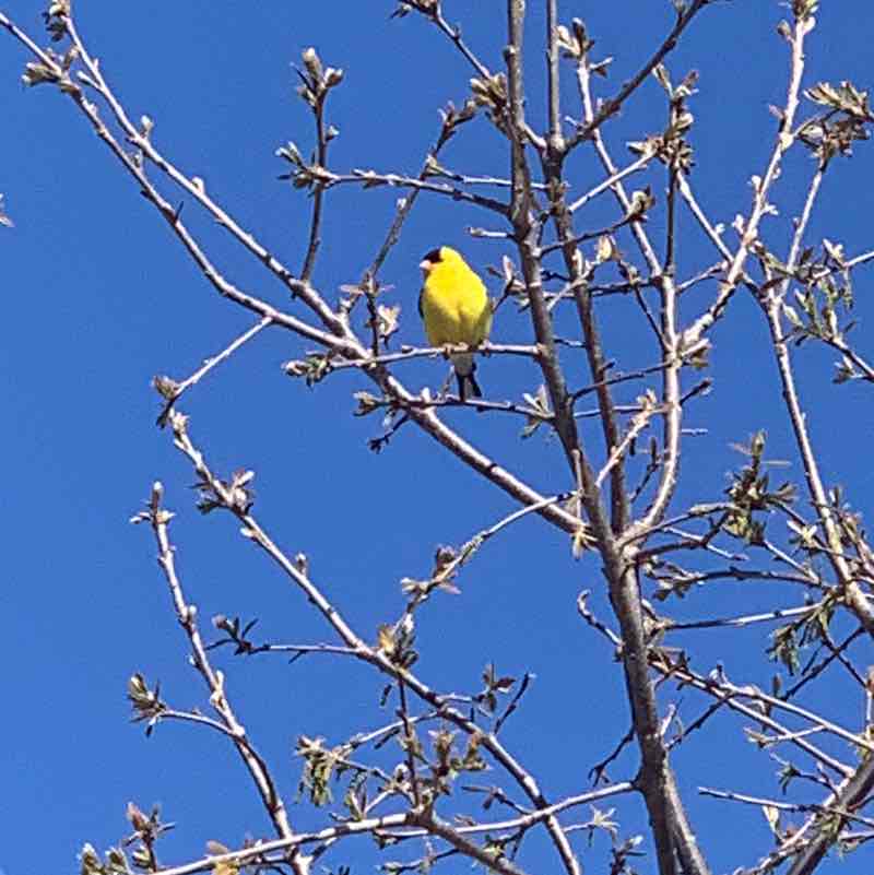 lynette.terhune post 1