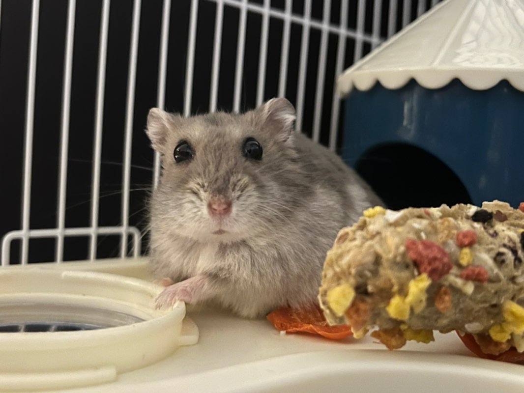 Angela Lin-323473-TWN-OPERATIONS