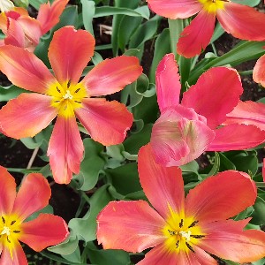 Светлана Вохрамеева icon