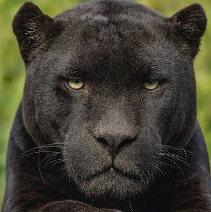 Pace Panther profile