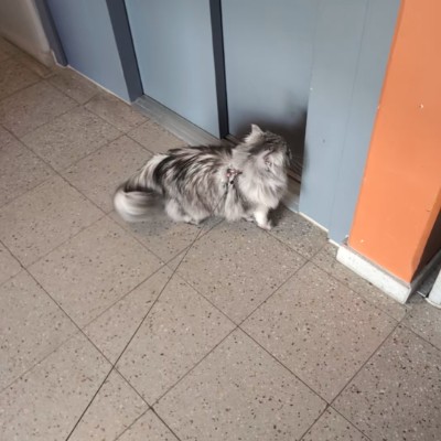 Äldreenheten Nacka stegtävling Natalie post image