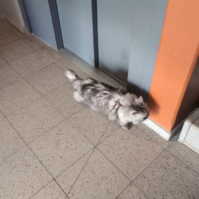 Äldreenheten Nacka stegtävling Natalie post image