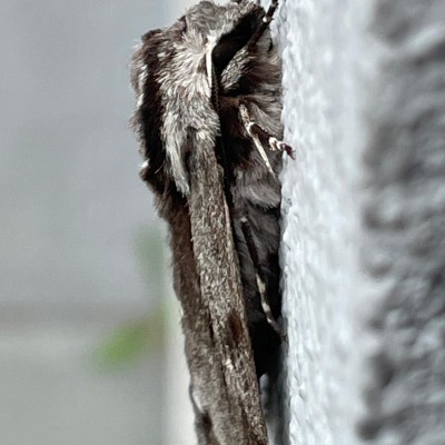 Medusa - chodci Stanislav Cerny post image