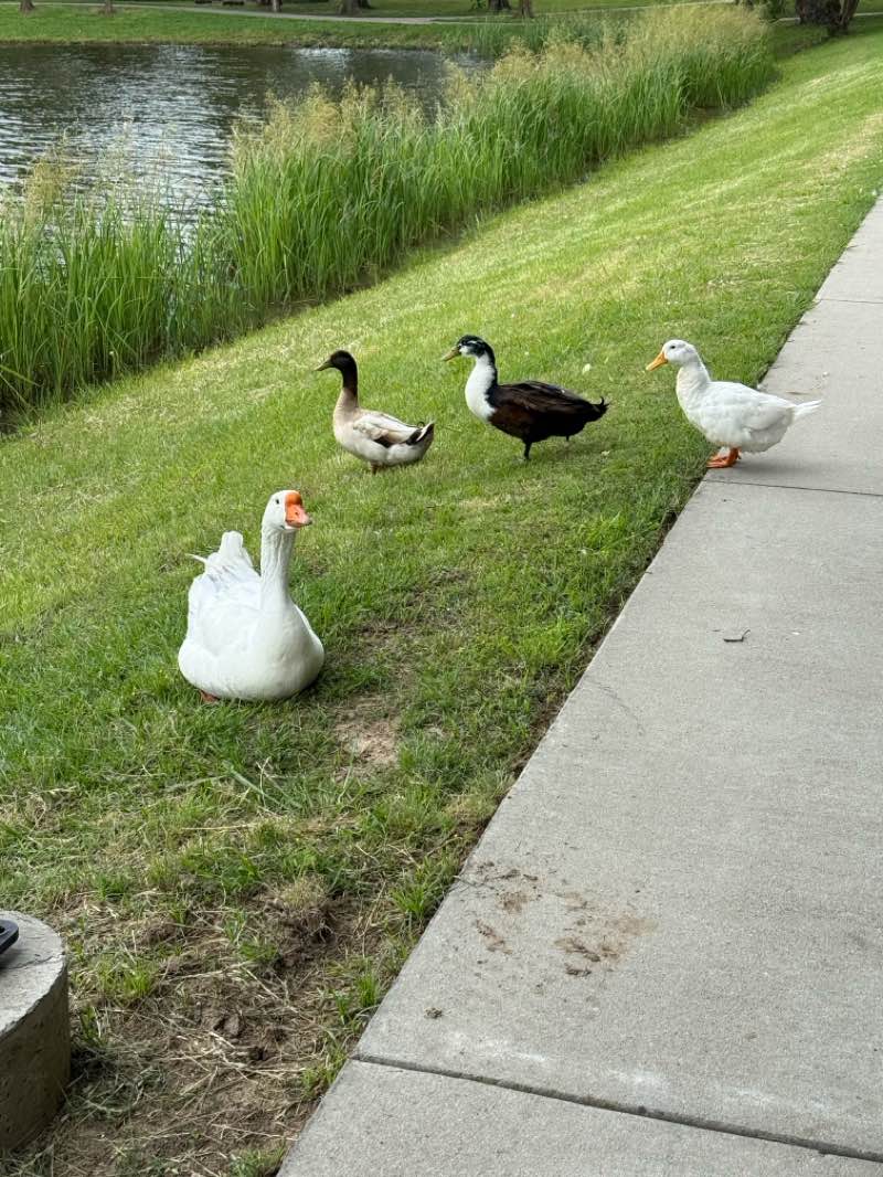 walking near me in Coleman Park in spring