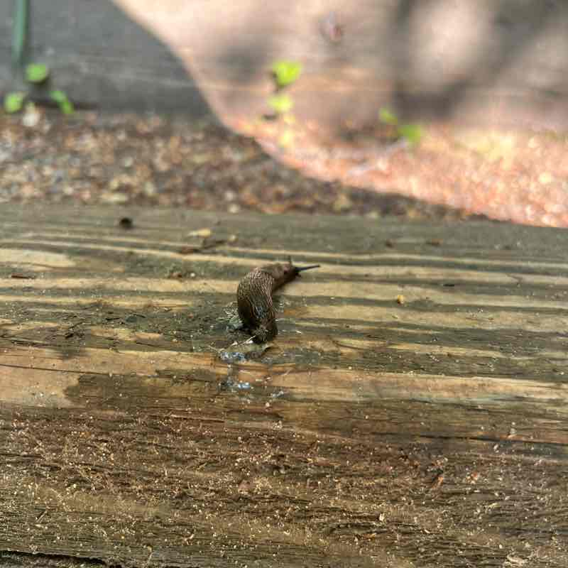 Red Hot Chili Steppers Роман Бреусов post image