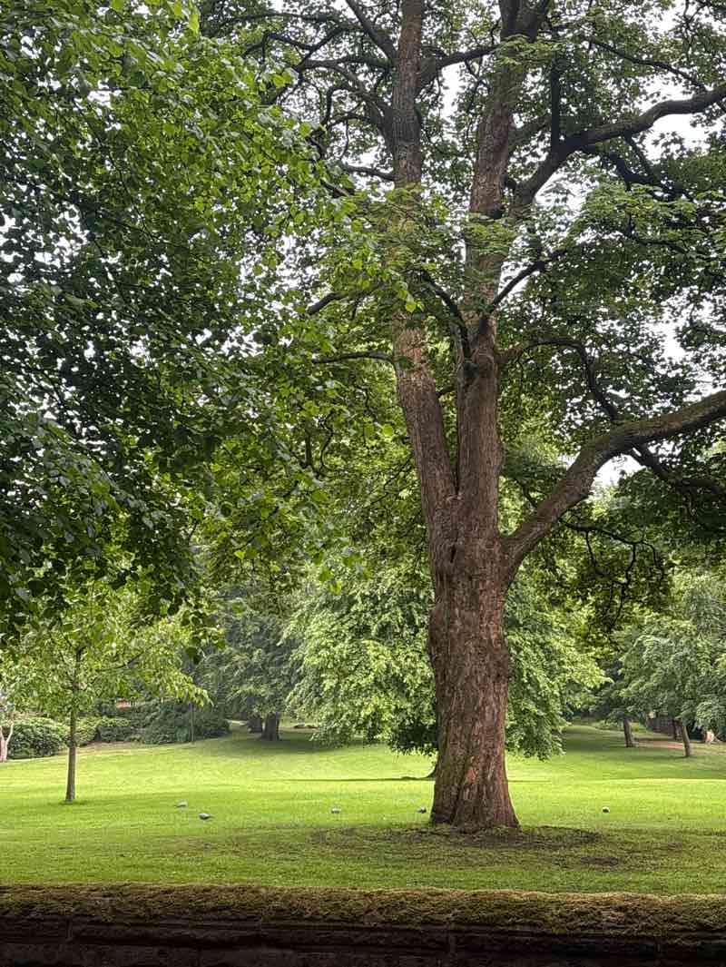 walking near me in Brampton Park in summer