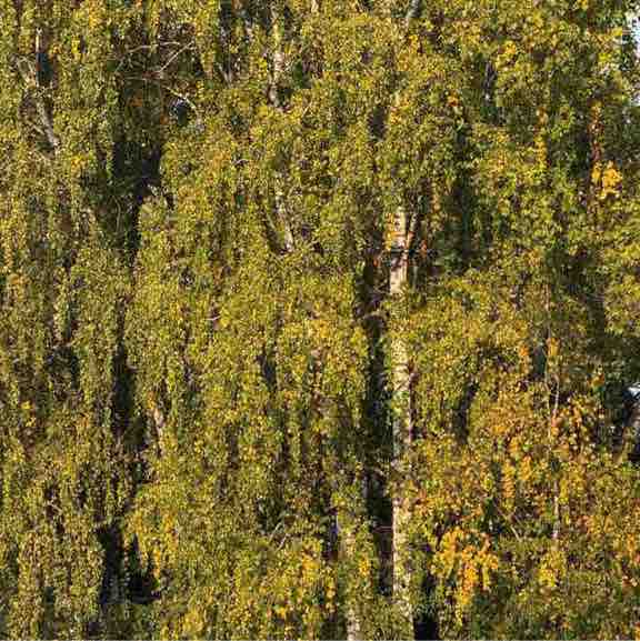 Ольга Петрова post 3