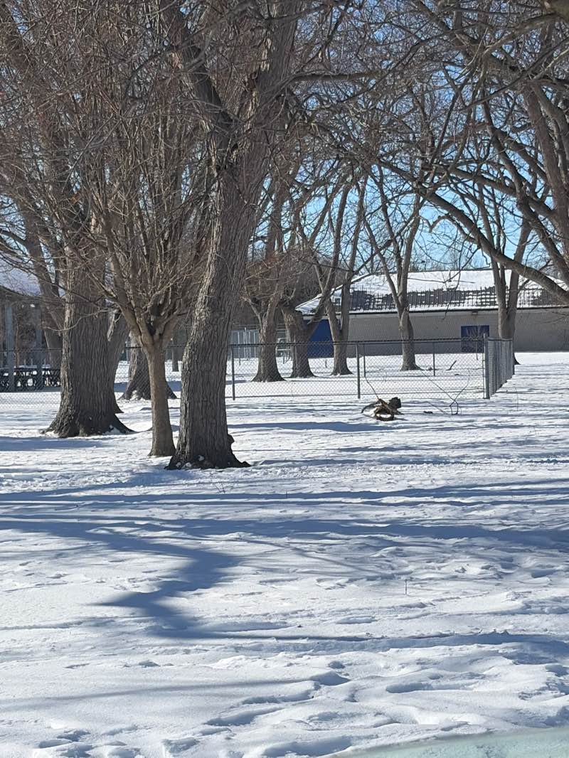 walking near me in Memorial Park in winter