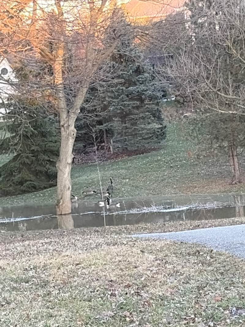 walking near me in Larry J O'Rourke Park in spring