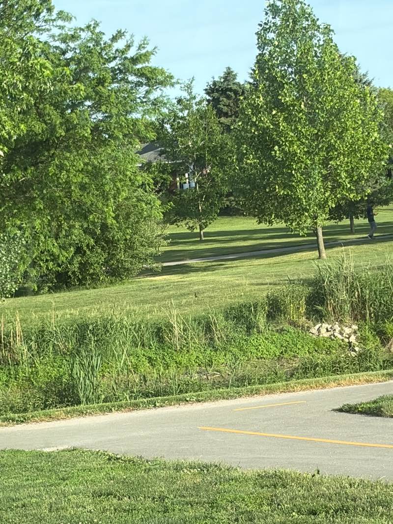 walking near me in Blythe Park in summer