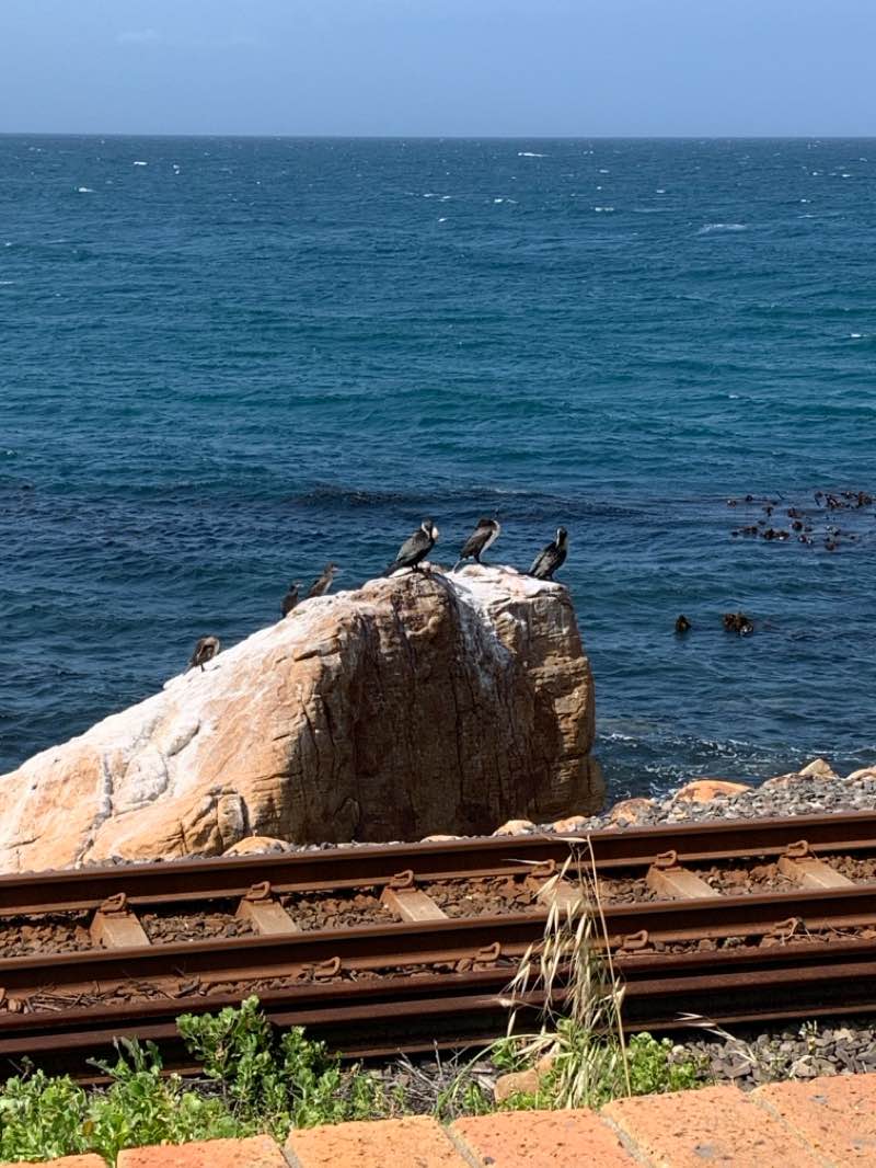 walking near me in Muizenberg Park in spring