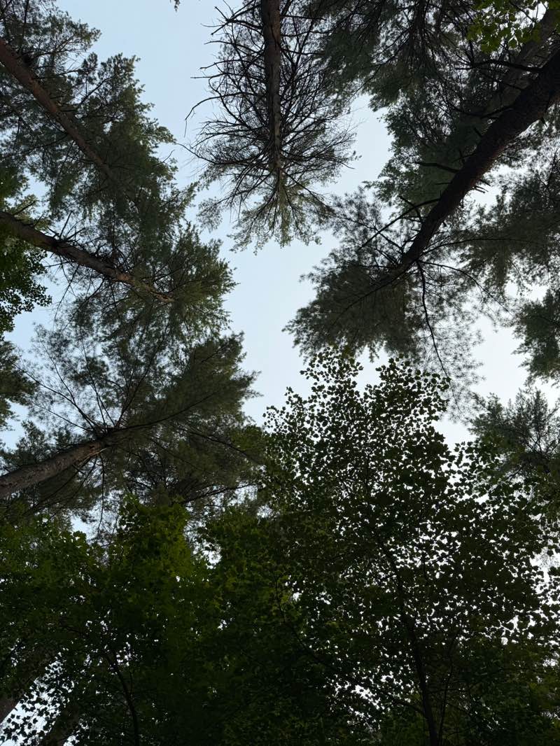 walking near me in Harold Parker State Forest in autumn