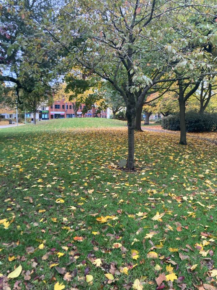 walking near me in Greyfriars Green in autumn