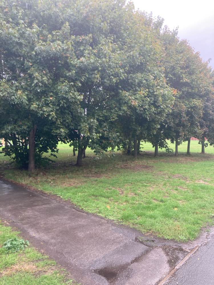 walking near me in Greenland Park in autumn