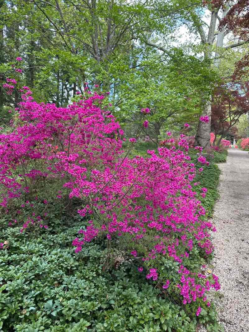 walking near me in Planting Fields Arboretum in spring