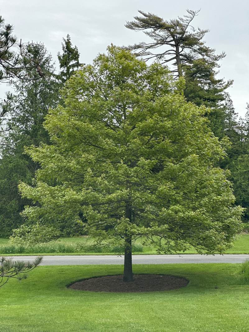 walking near me in Bayard Cutting Arboretum State Park in summer
