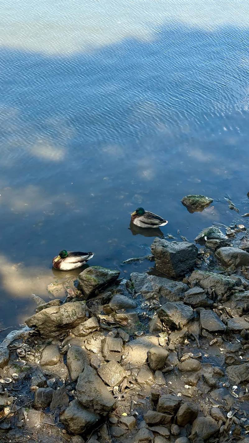 walking near me in Harbor Island Park in spring