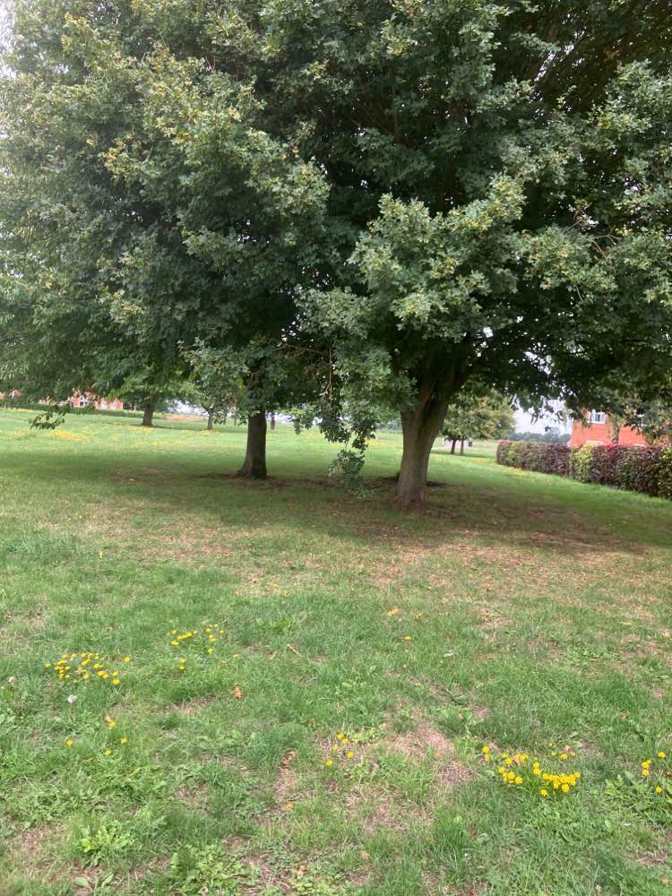 walking near me in Avignon Park in autumn