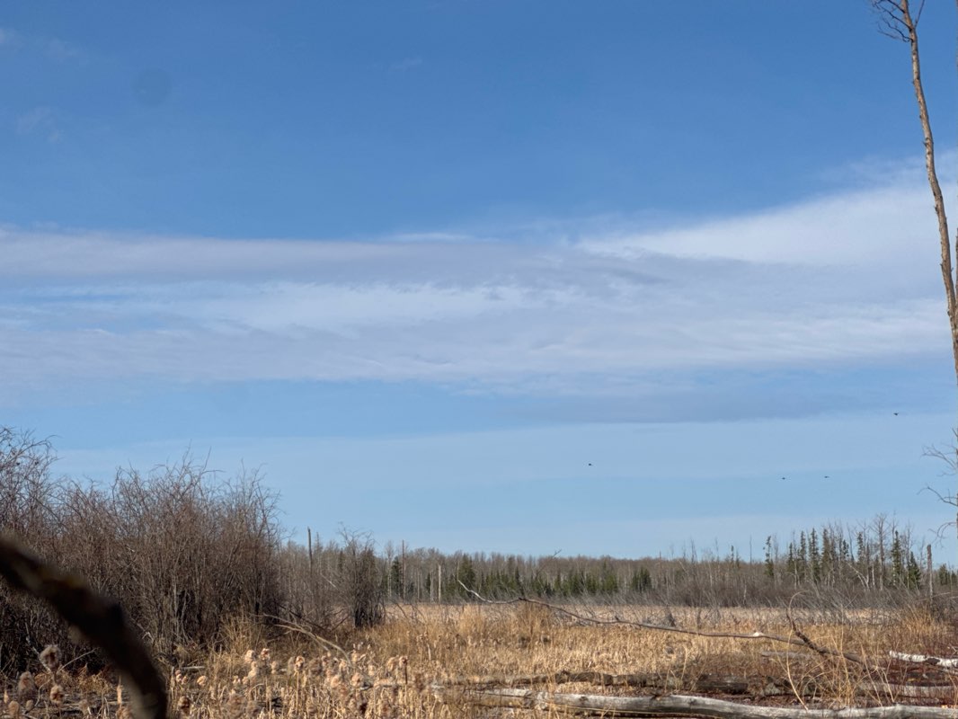 walking near me in Jubilee Park in spring